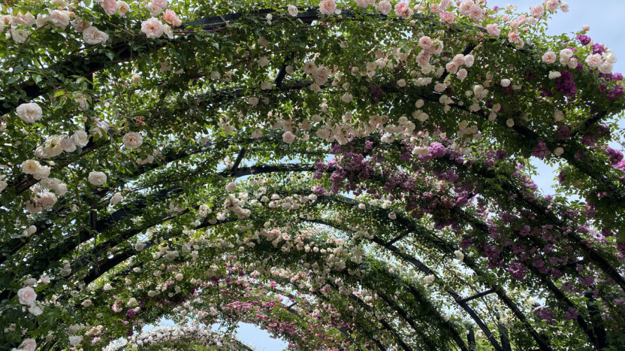 【横浜イングリッシュガーデン】日本一美しいバラ園！？2021年5月14日の開花状況！